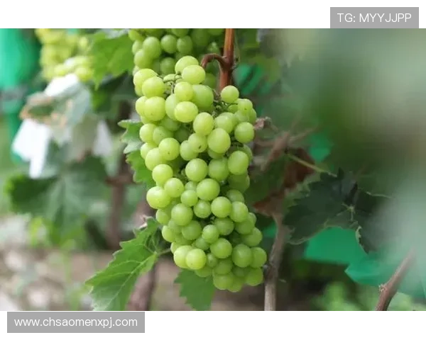 新葡萄娱乐城的网址官方入口推荐，确保每次登录都安全顺畅