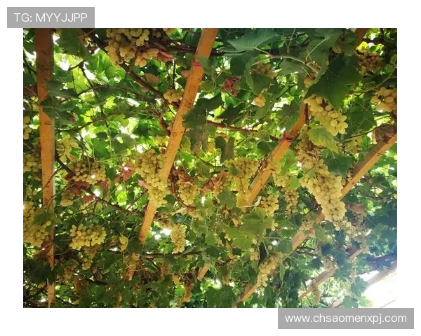 新葡萄娱乐城国际首页介绍最新的安全防护措施保障玩家资金与信息安全